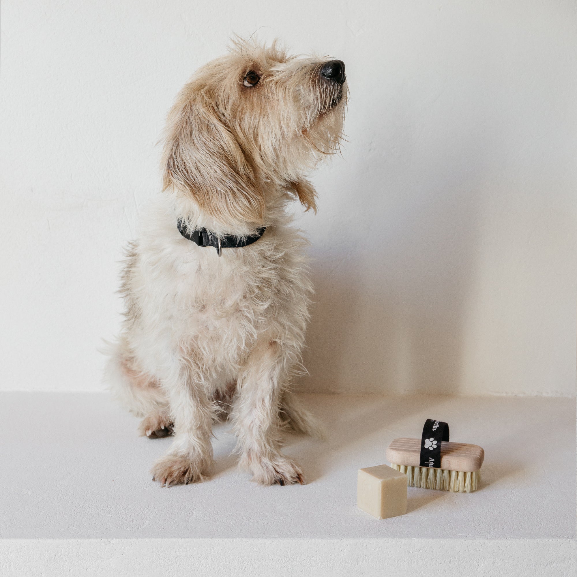 Brosse de bain et massage pour chien avec savon