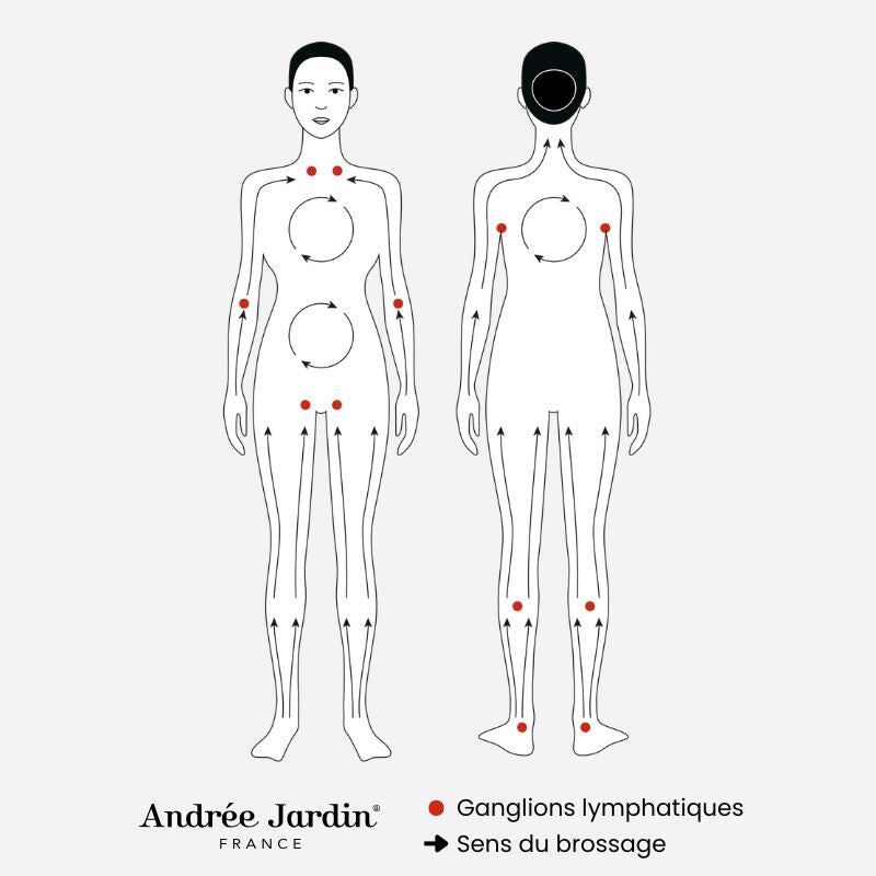infographie-brossage-a-sec